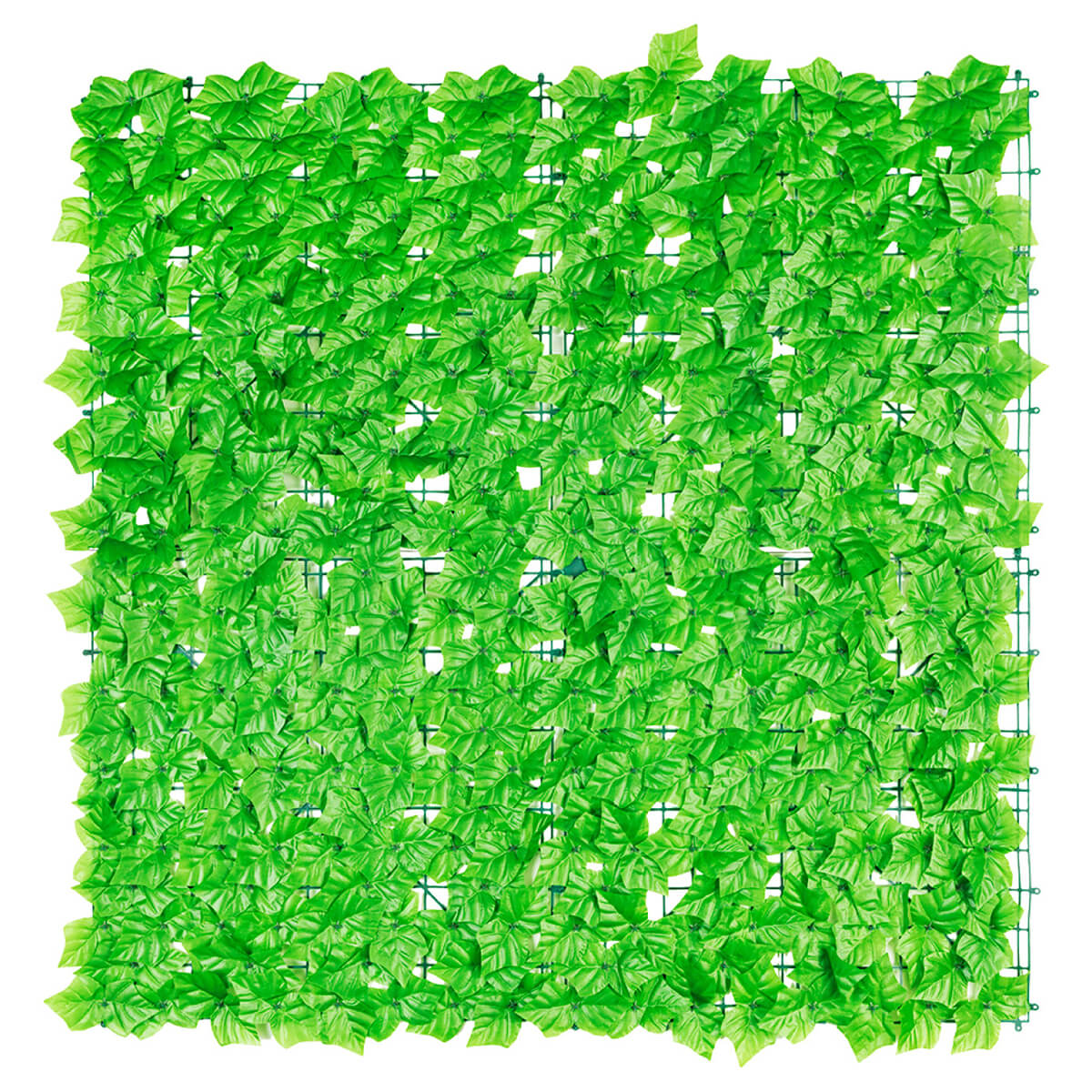 Efeu-Sichtschutz 1x1m hellgrün