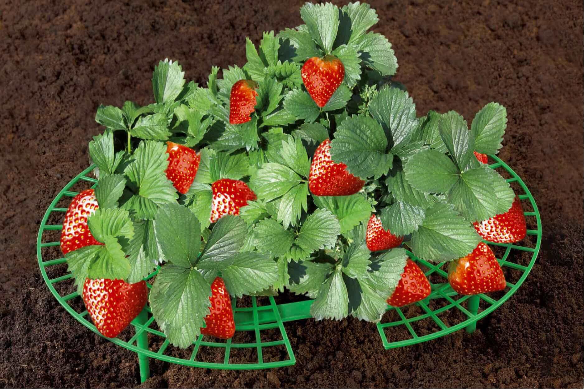 (96) Erdbeer-Reifer 15er