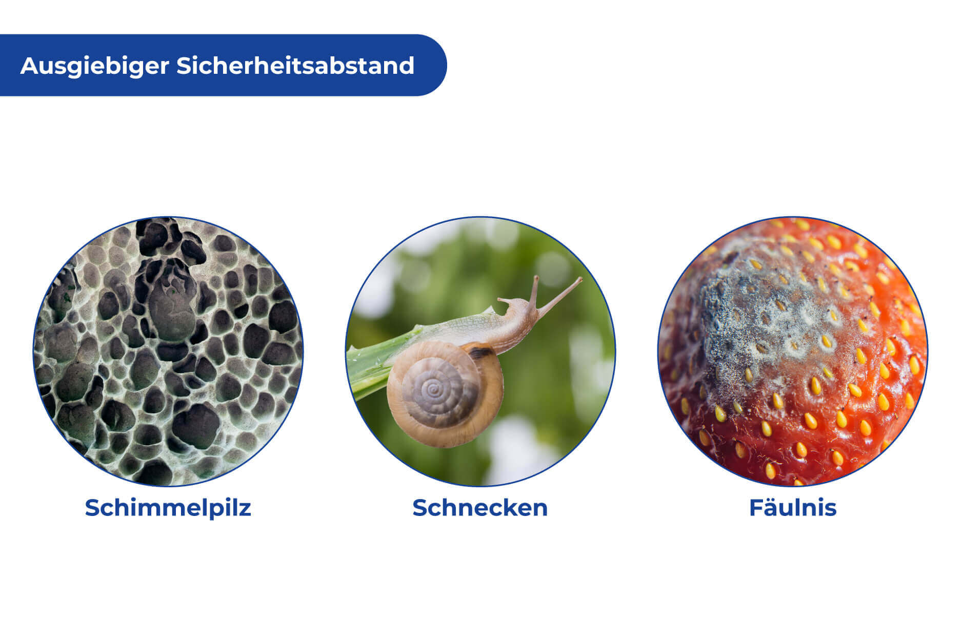 Erdbeer-Reifer 5er