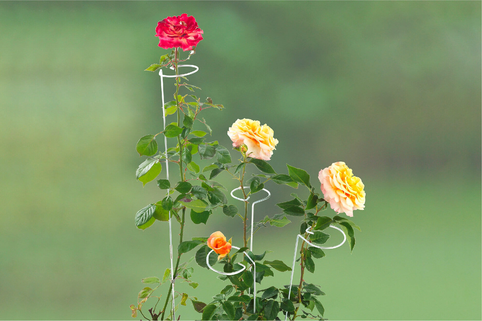 2in1 Blumenhalter 5er