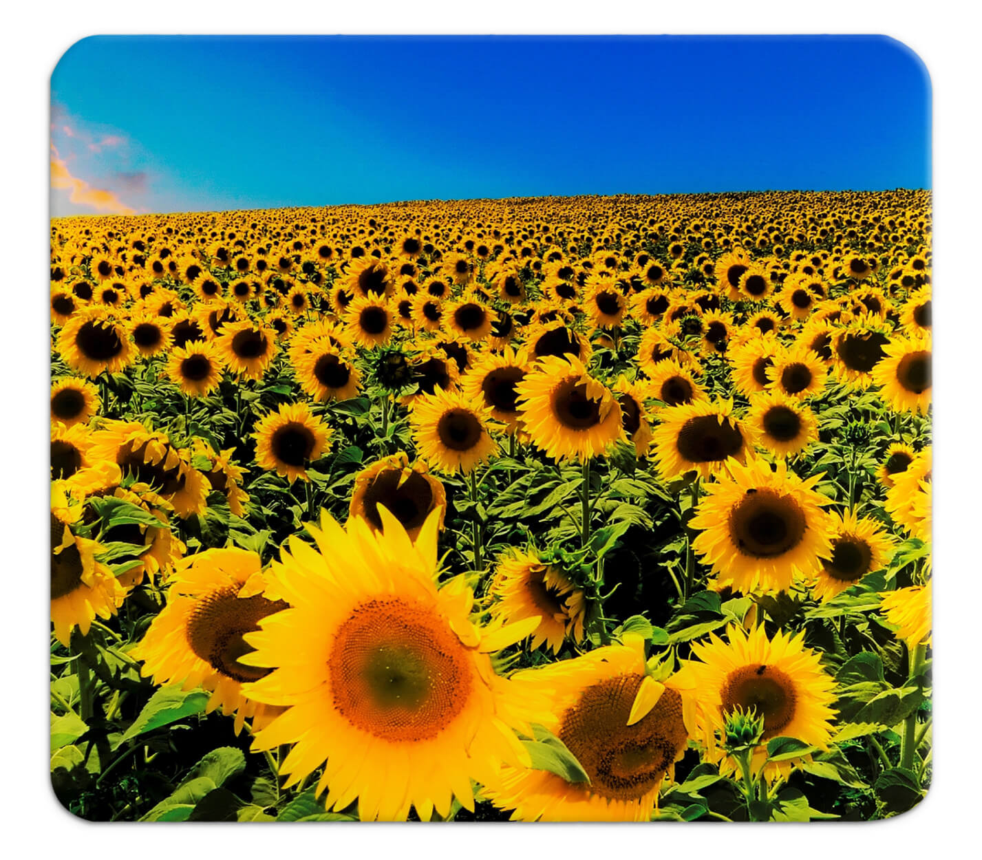 Multi-Platte SONNENBLUMENFELD Multi-Platte SONNENBLUMENFELD