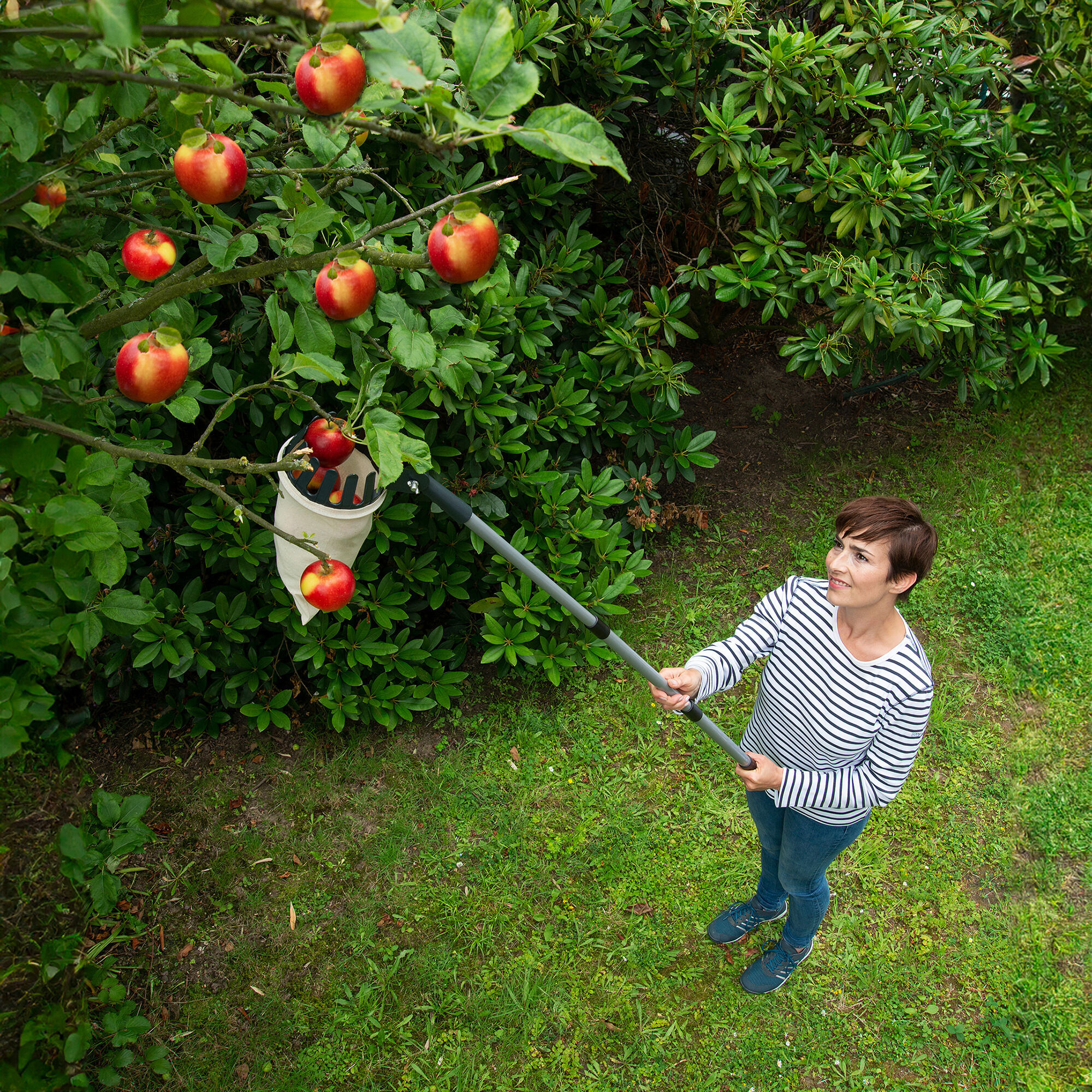 Obstsammler XL mit Teleskopstiel 2in1 Obstsammler XL mit Teleskopstiel 2in1
