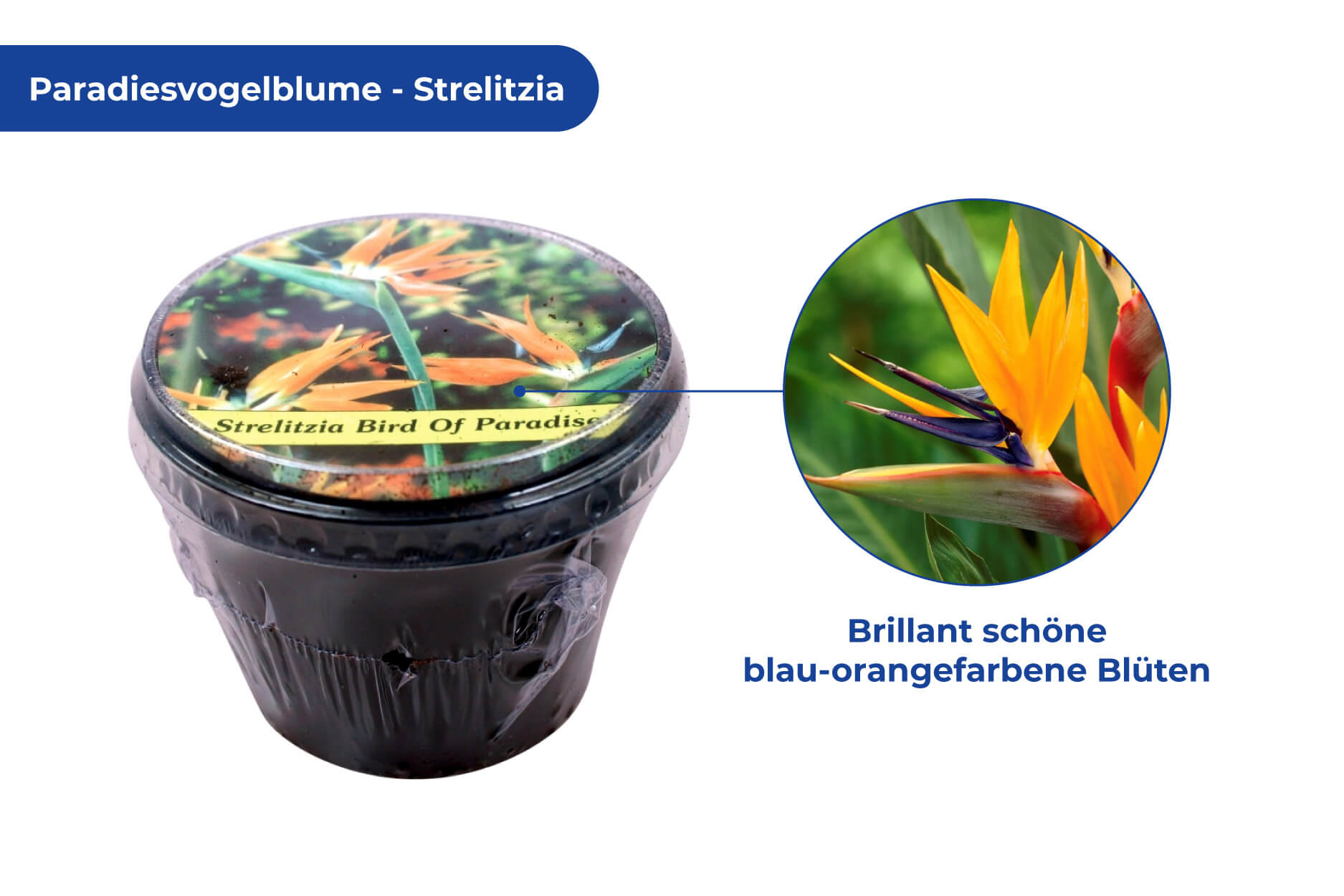 Papageienbaum Strelizia