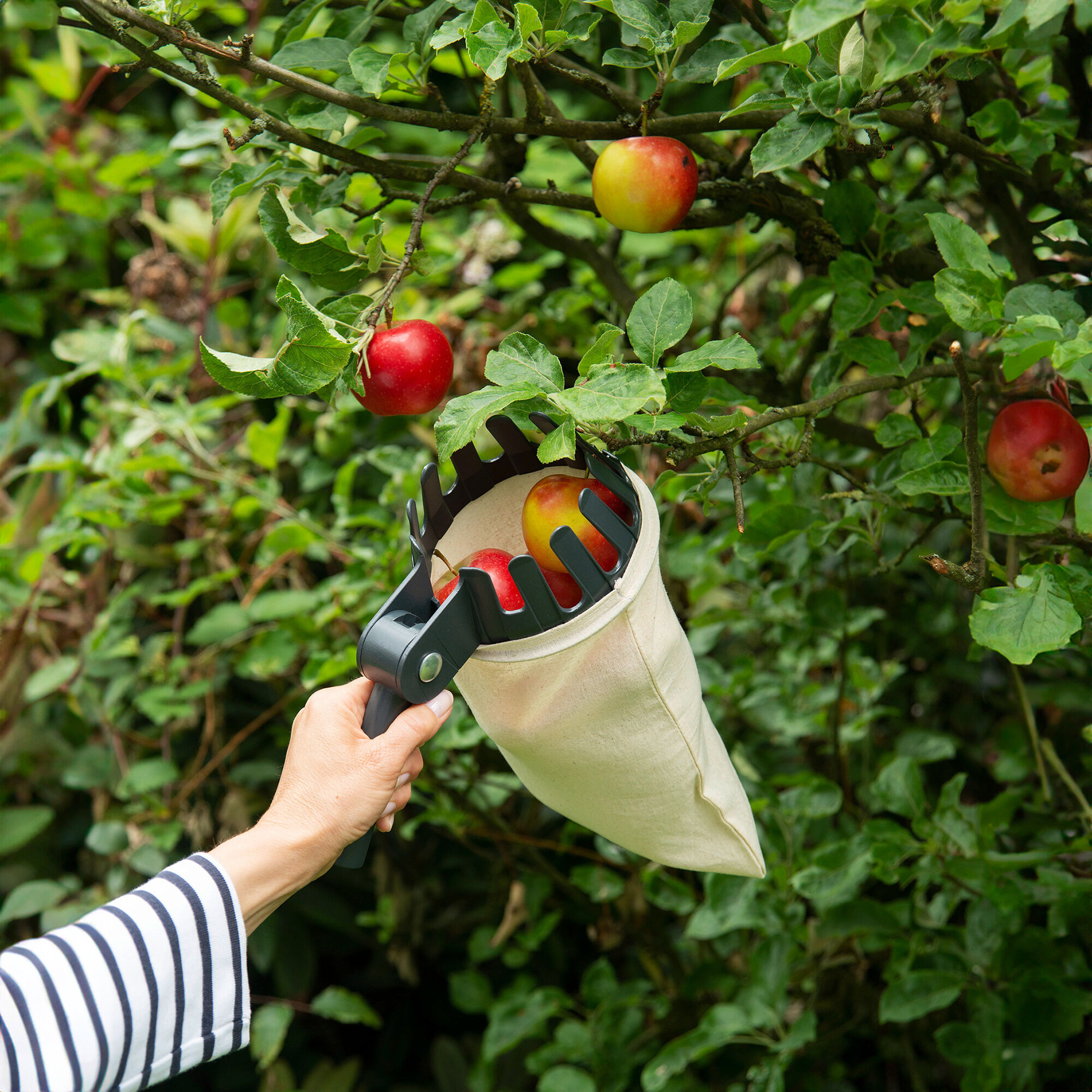 Obstsammler XL mit Teleskopstiel 2in1 Obstsammler XL mit Teleskopstiel 2in1