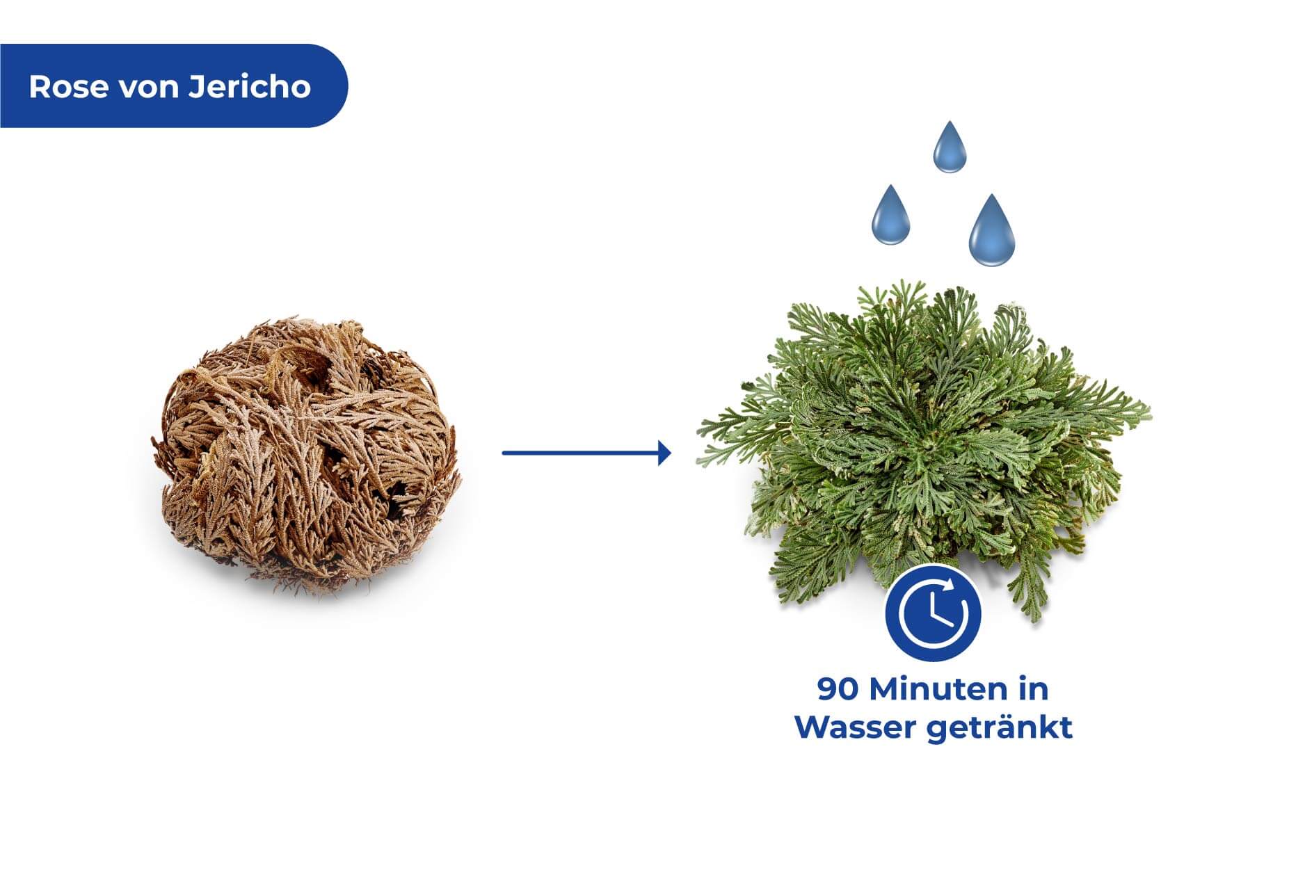 Rose von Jericho 1er Rose von Jericho 1er