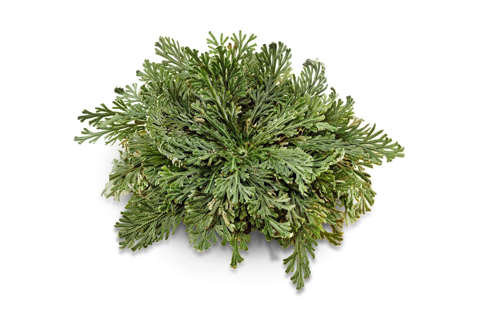 Rose von Jericho 1er Rose von Jericho 1er
