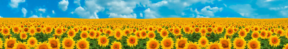 Balcony screen SUNFLOWER FIELD Balcony screen SUNFLOWER FIELD