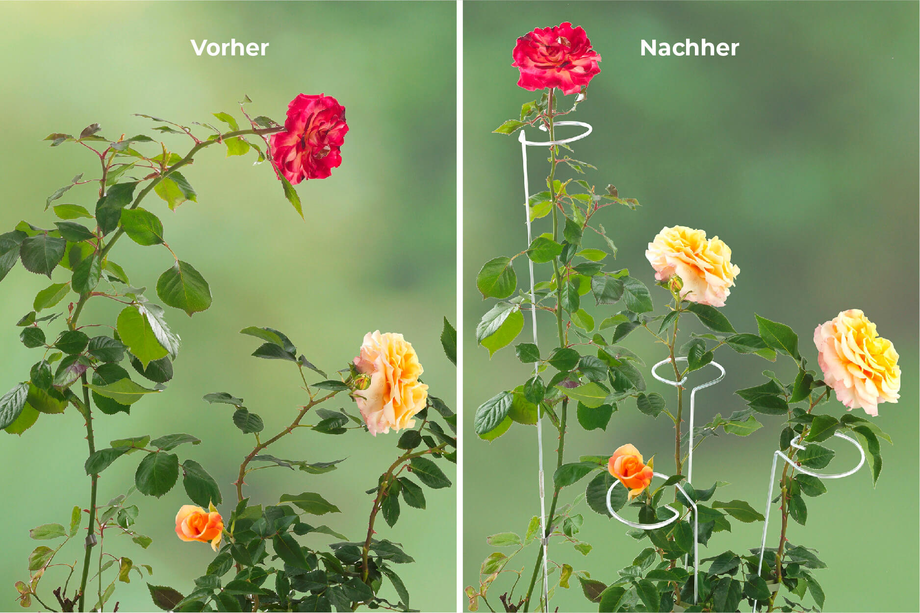 2in1 Blumenhalter 5er